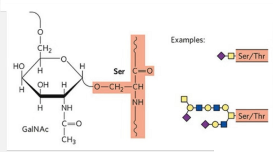 糖肽,蛋白质糖基化 glycopeptide